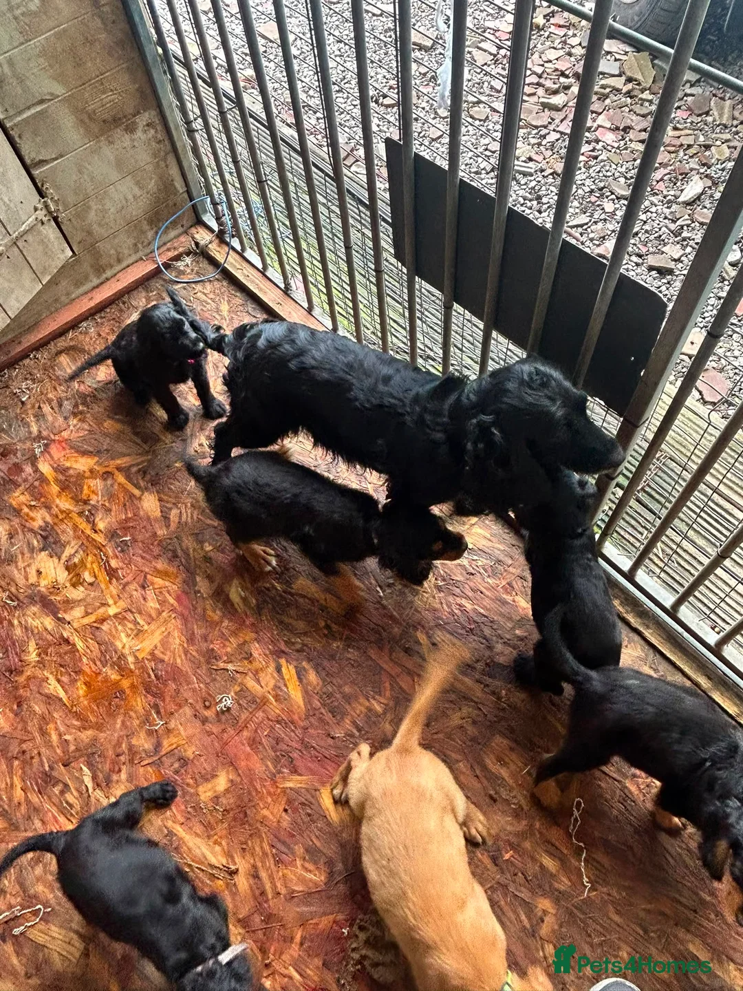 Mixed Breed dogs for sale: 10 beautiful cocker spaniel mix Patterdale Terrier - Advert 13