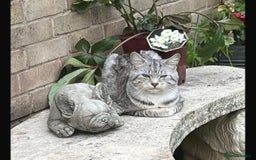 Mixed Breed cats for sale: Silver & brown British shorthair / bengal kittens  - Image 31