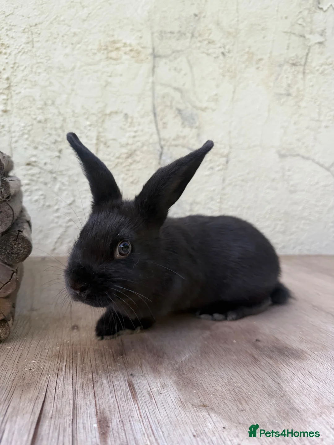 Mixed Breed rabbits for sale: Beautiful Young Black Doe  - Advert 2