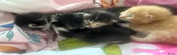 Mixed Breed cats for sale: Stunning Kittens - Advert 15