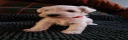 Miniature Schnauzer dogs for sale:  Pedigree Silver white minature schnauzer  - Advert 21