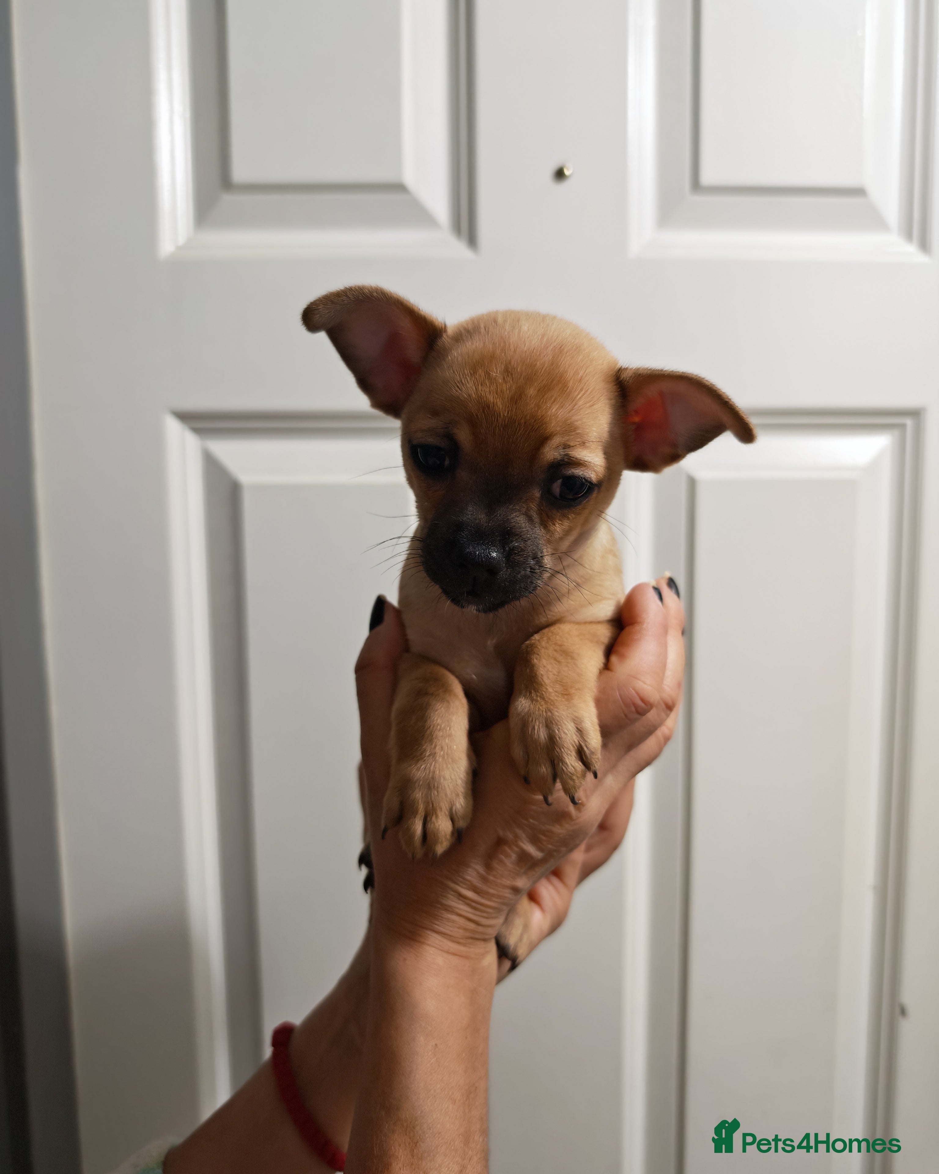 Chihuahua dogs Chihuahua puppys - Advert 3