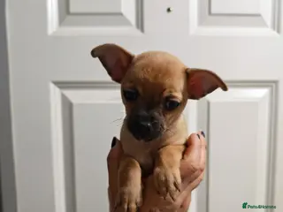 Chihuahua dogs Chihuahua puppys - Advert 3