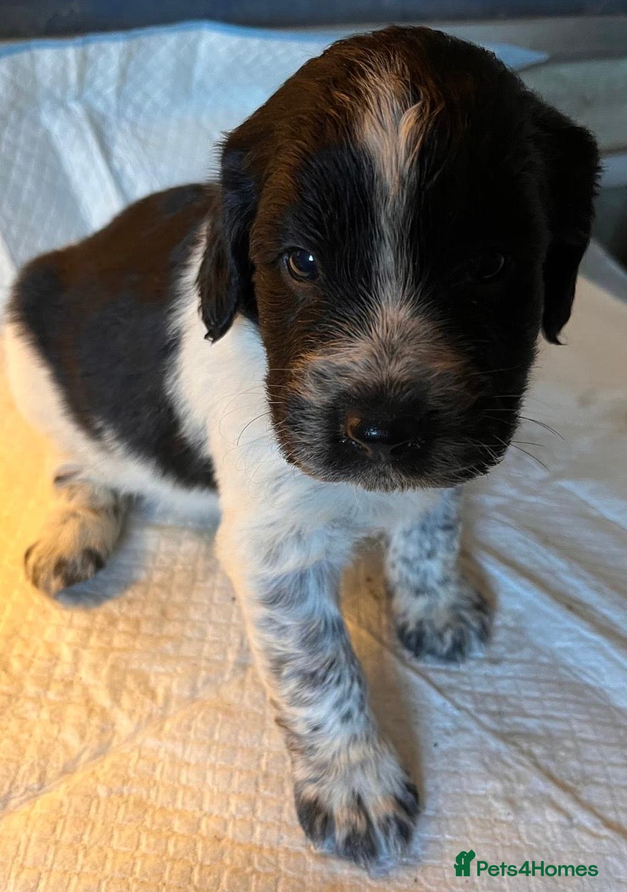 Sprocker dogs Beautiful Sprocker puppies READY NOW - Advert 5