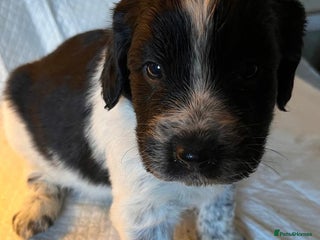 Sprocker dogs Beautiful Sprocker puppies READY 13th DECEMBER - Advert 6