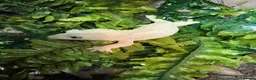 Gecko reptiles for sale: Crested Gecko with huge enclosure £120 in Wickford - Advert 6
