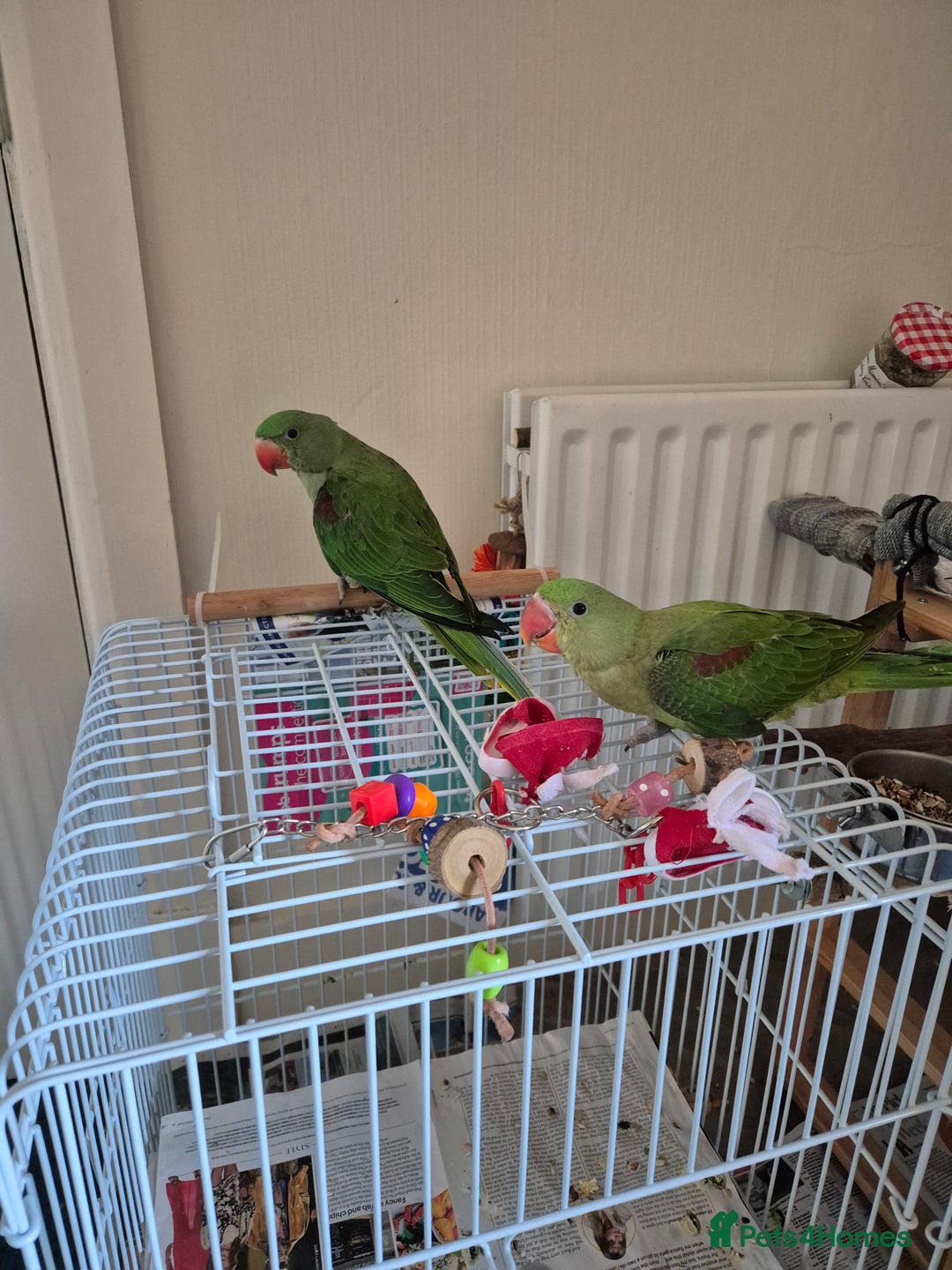 Mixed Breed birds for sale: Alexandrine pair of parrots - Image 1