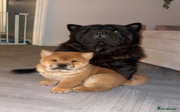 Chow Chow dogs for sale: Chow Chow Puppies  - Advert 3