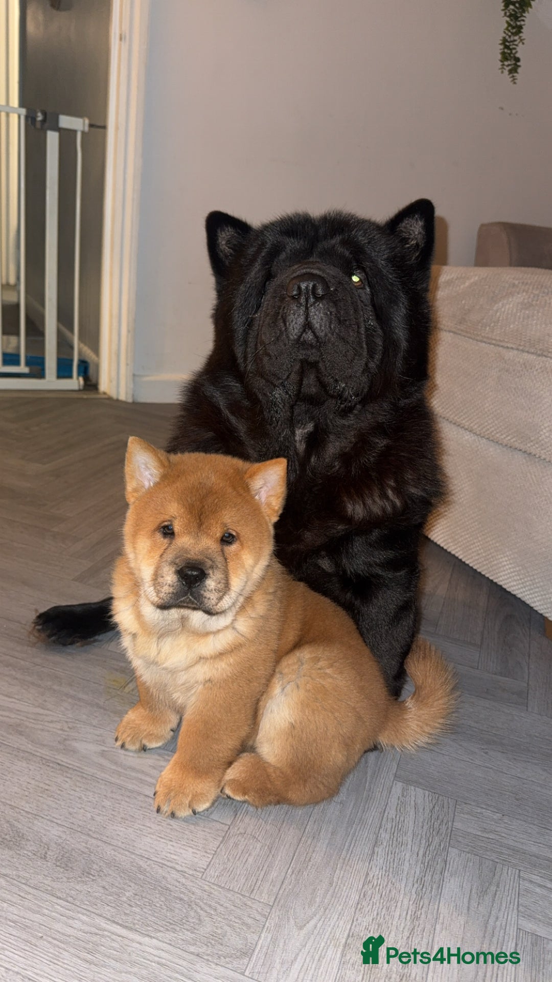 Chow Chow dogs for sale: Chow Chow Puppies  - Advert 3