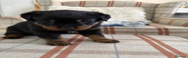 Rottweiler 1