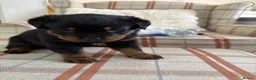 Rottweiler dogs for sale: rottweiler puppys - Advert 4
