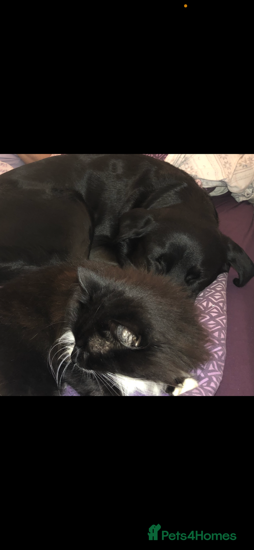 Mixed Breed dogs for sale: Labrador Cross for sale - Advert 7