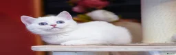 Scottish Fold cats for sale: Scottish fold and straight girls - Advert 4
