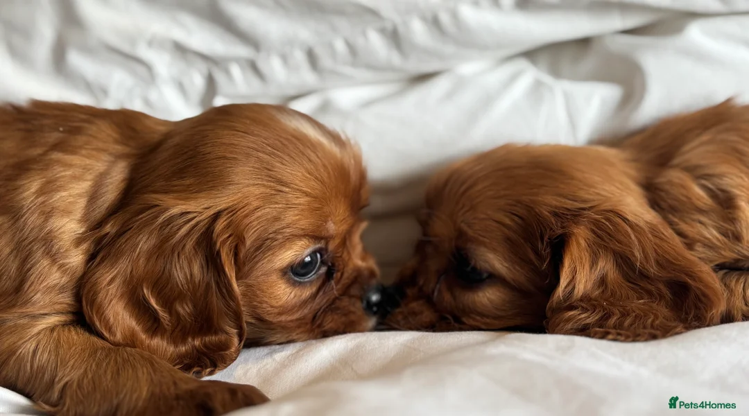 Cavalier King Charles Spaniel dogs for sale: 🐶KC REG, EXTENSIVELY HEALTH TESTED CAVALIER 🐶  - Advert 2