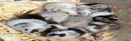 Mouse rodents for sale: Fancy Mice  - Advert 4