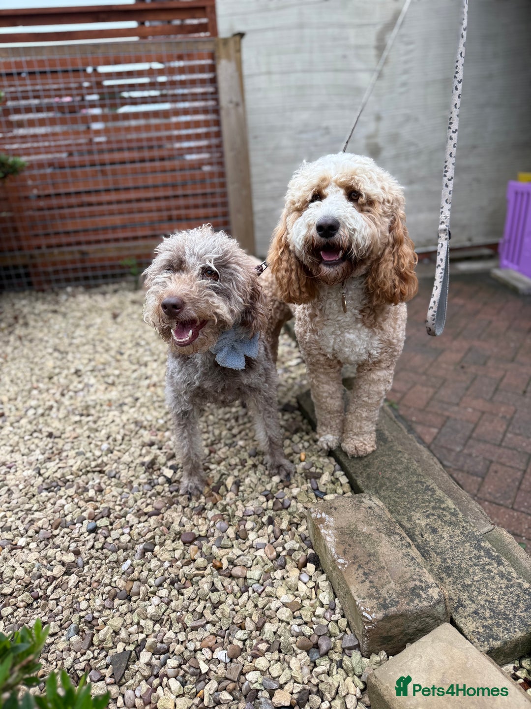 Australian Labradoodle dogs for sale: *waiting list* Australian labradoodles - Image 3