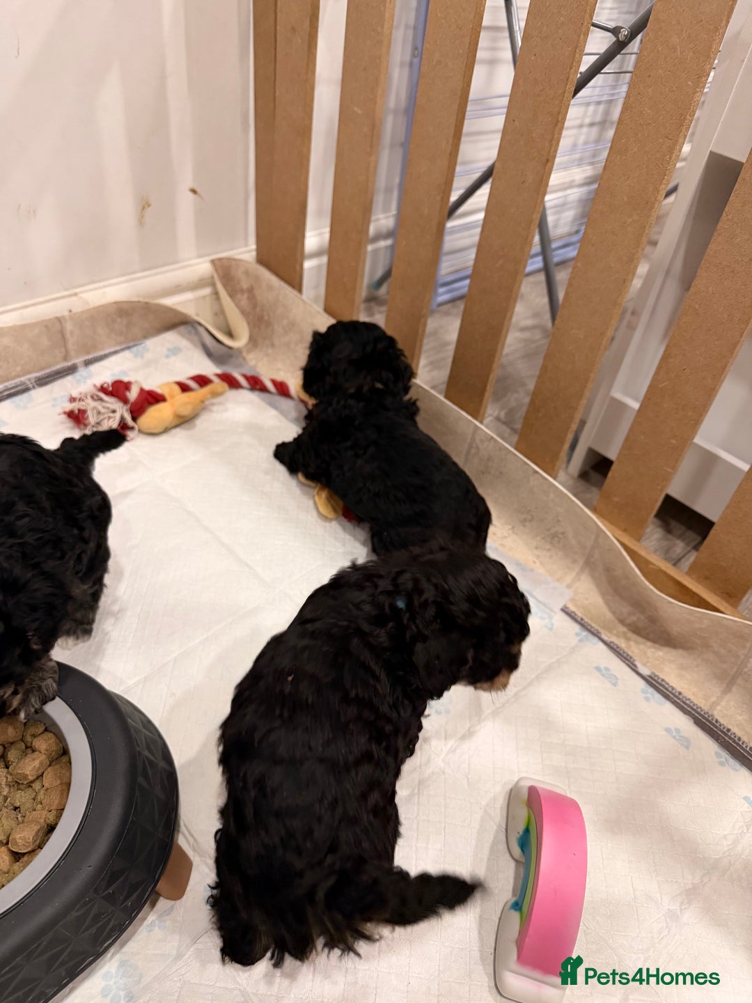 Poochon dogs for sale: Gorgeous Poochon puppies 2 girls 3 boys - Advert 17