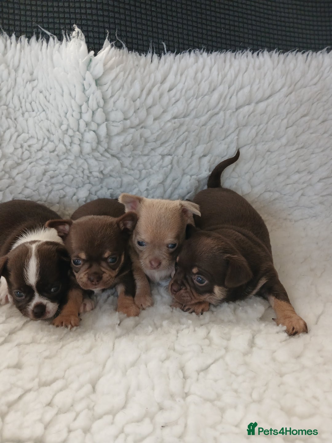 Chihuahua dogs for sale: STUNNING SMOOTH COAT CHIHUAHUAS - Advert 8