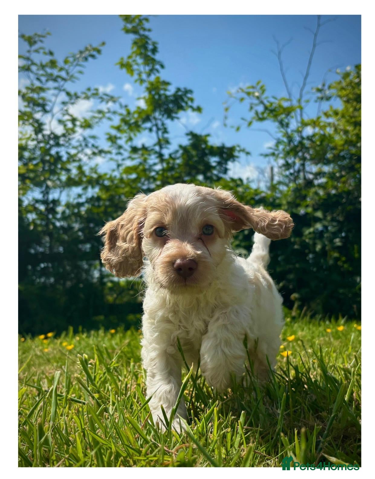 Cockapoo dogs Gorgeous F1 Cockapoo puppies  - Advert 1