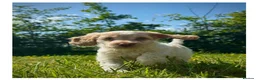 Cockapoo dogs for sale: Gorgeous F1 Cockapoo puppies  - Advert 1