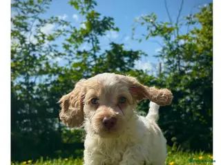 Cockapoo dogs Gorgeous F1 Cockapoo puppies - Advert 1