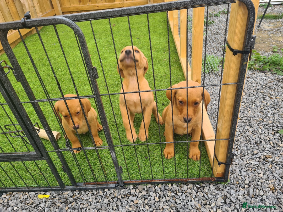 Labrador Retriever dogs for sale: KC Registered labradores ready to leave  - Image 32