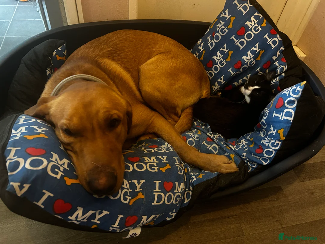 Labrador Retriever dogs for stud: Pedigree Health tested Fox Red Labrador for stud  in Wolverhampton - Advert 32