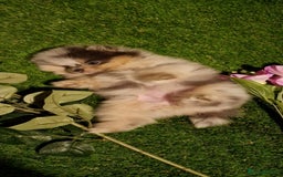 Pomeranian dogs for sale: 🧸💥 TOPQUALITY XXS UNIQUE POMERANIAN PUPPIES 🧸💥 - Image 1