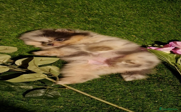 Pomeranian dogs - Advert 6
