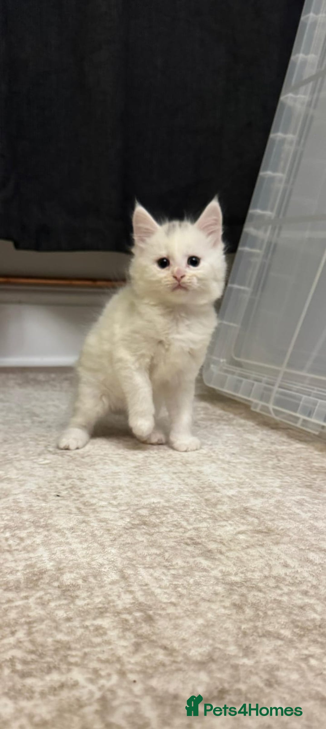 Mixed Breed cats for sale: Maincoon X - Advert 7