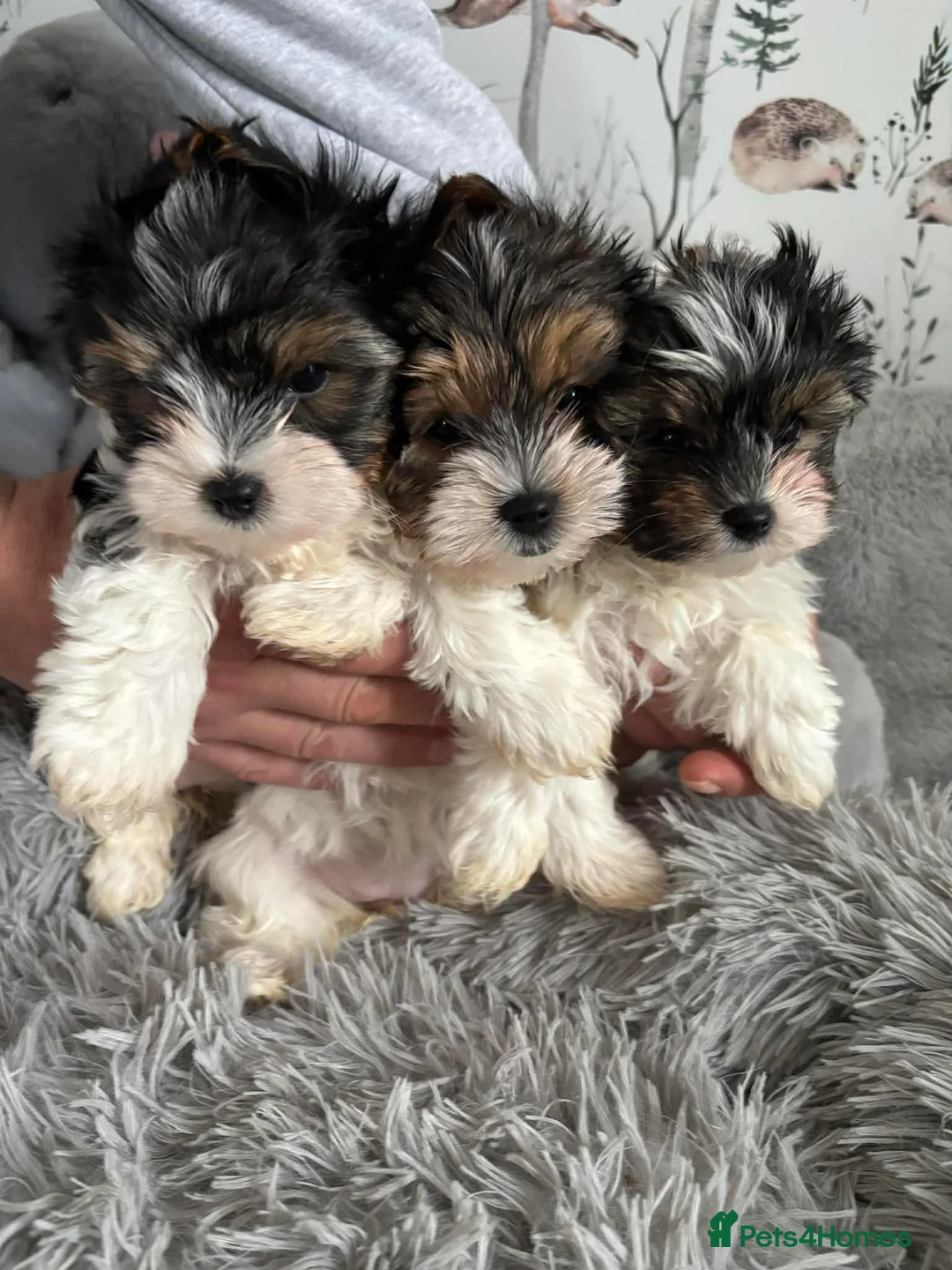 Yorkshire Terrier dogs for sale: 3 VERY SMALL GIRLS LEFT - Advert 1
