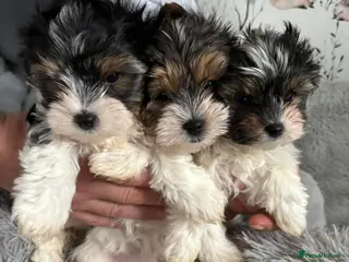 Yorkshire Terrier dogs 3 VERY SMALL GIRLS LEFT - Advert 8