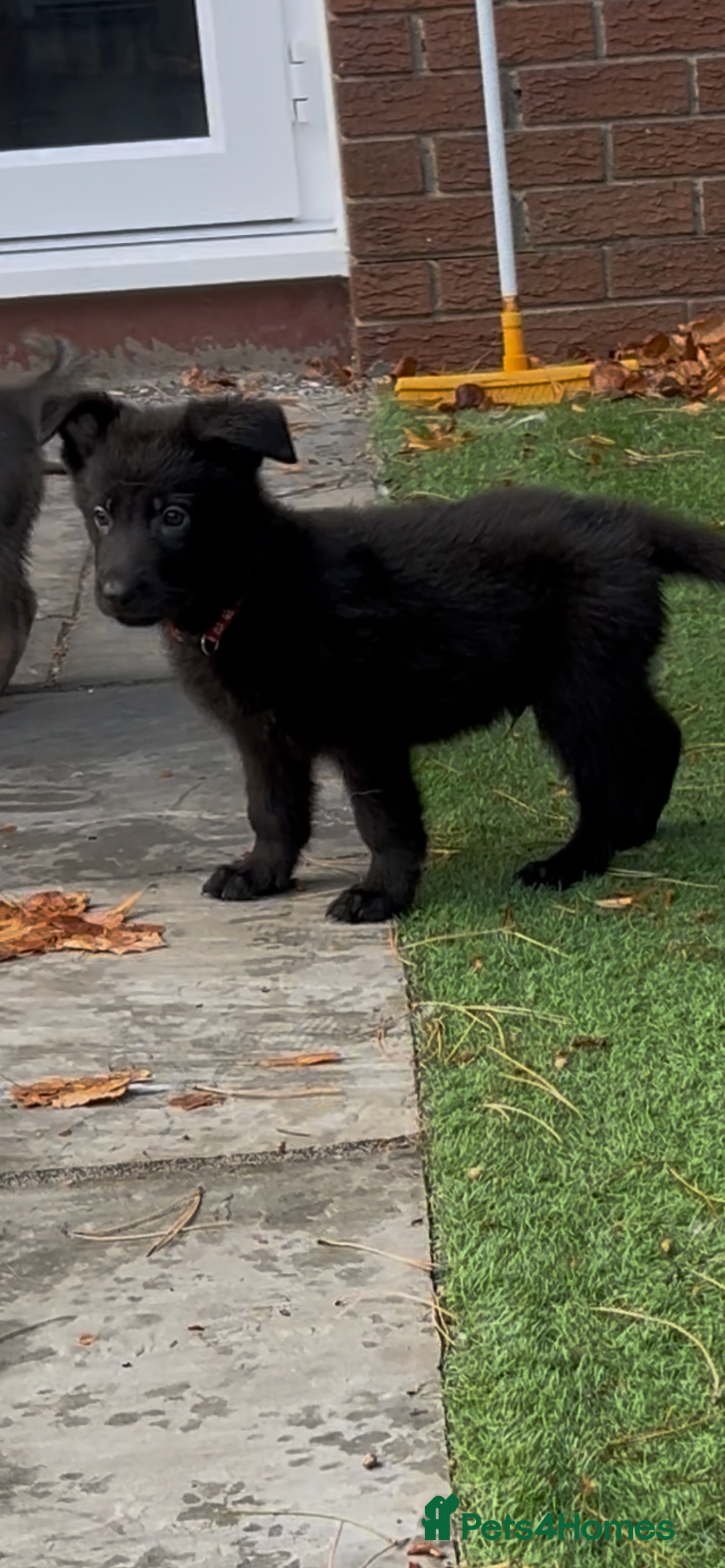 German Shepherd dogs for sale: German Shepherd Puppies, Ready to leave next week - Image 23