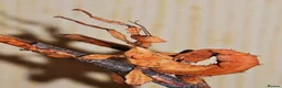 Stick Insects invertebrates for sale: Numerous species of stick insect eggs and nymphs  - Advert 5
