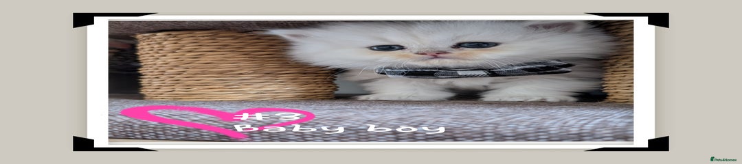 British Longhair Kitten 3