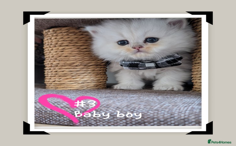 British Longhair cats - Advert 1