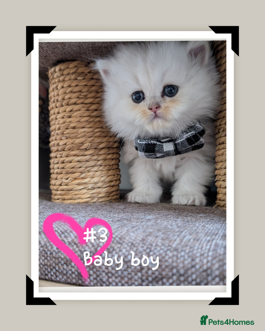 British Longhair cats for sale: 4 adorable kittens  - Image 1