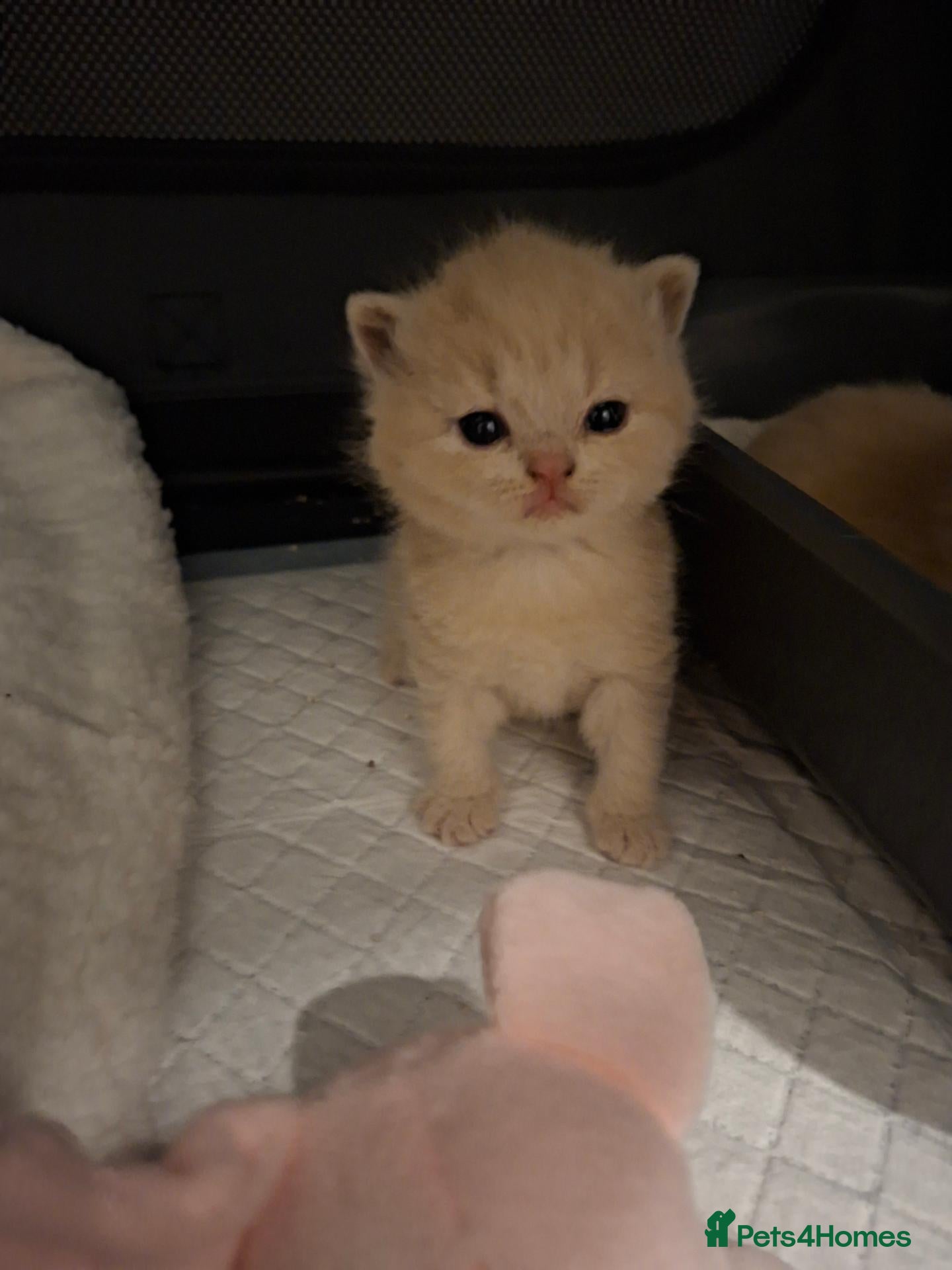 British Shorthair cats Stunning Chunky GCCF British Shorthair Kittens - Advert 2
