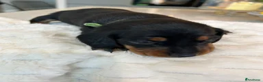 Miniature Dachshund Puppy 2