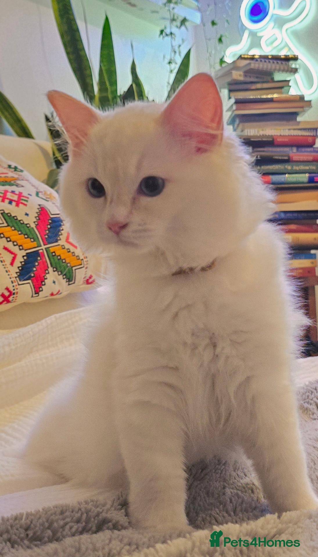 Ragdoll cats Flame Point Ragdoll Boy Last Available  - Advert 4