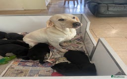 Labrador Retriever dogs for sale: Black Labrador puppies - Image 14