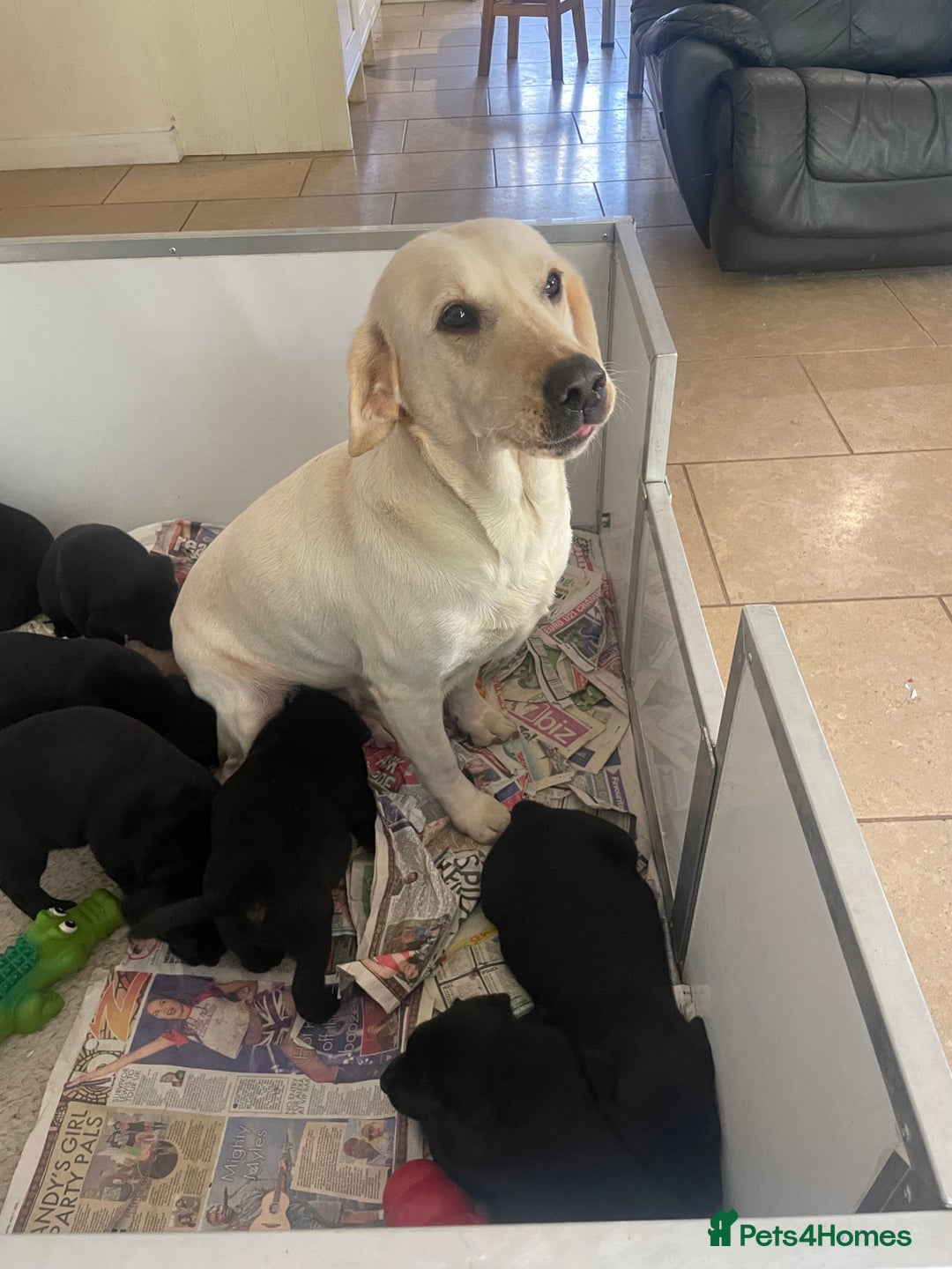 Labrador Retriever dogs for sale: Black Labrador puppies - Image 14