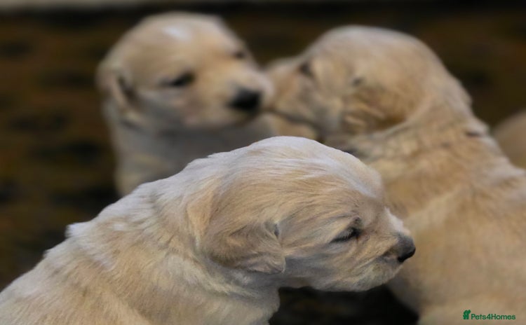 Golden Retriever dogs - Advert 1