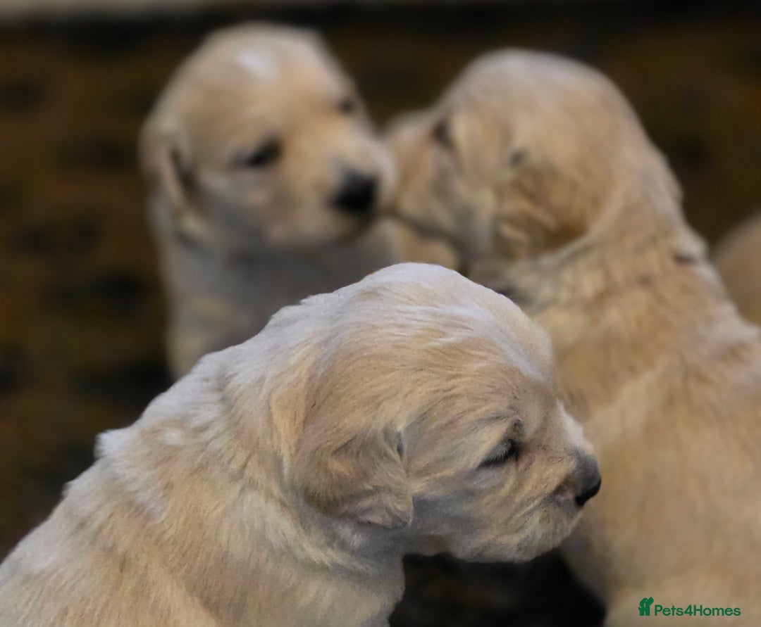 Golden Retriever dogs for sale: KC registered health tested puppies - Image 1
