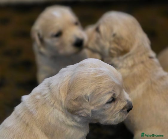 Golden Retriever dogs - Advert 10