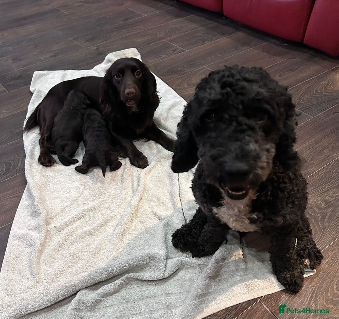 Cockapoo dogs for sale: Cockapoo male - Advert 14