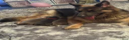 German Shepherd dogs for sale: Isabella German Shepherds - Advert 5