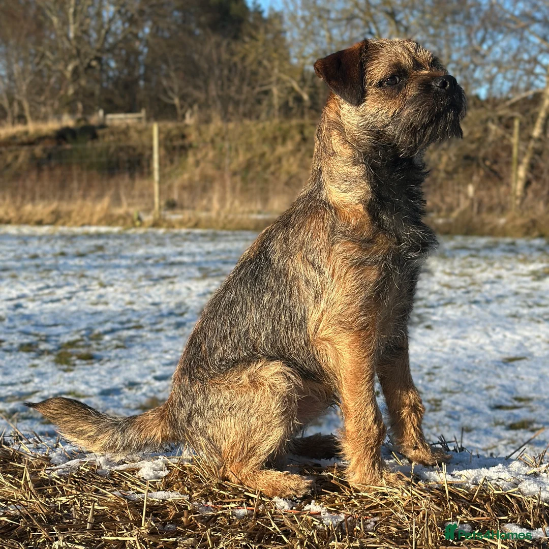 Border Terrier dogs for stud: SLEM Clear - KC Registered Stud Dog in Laurencekirk - Advert 5