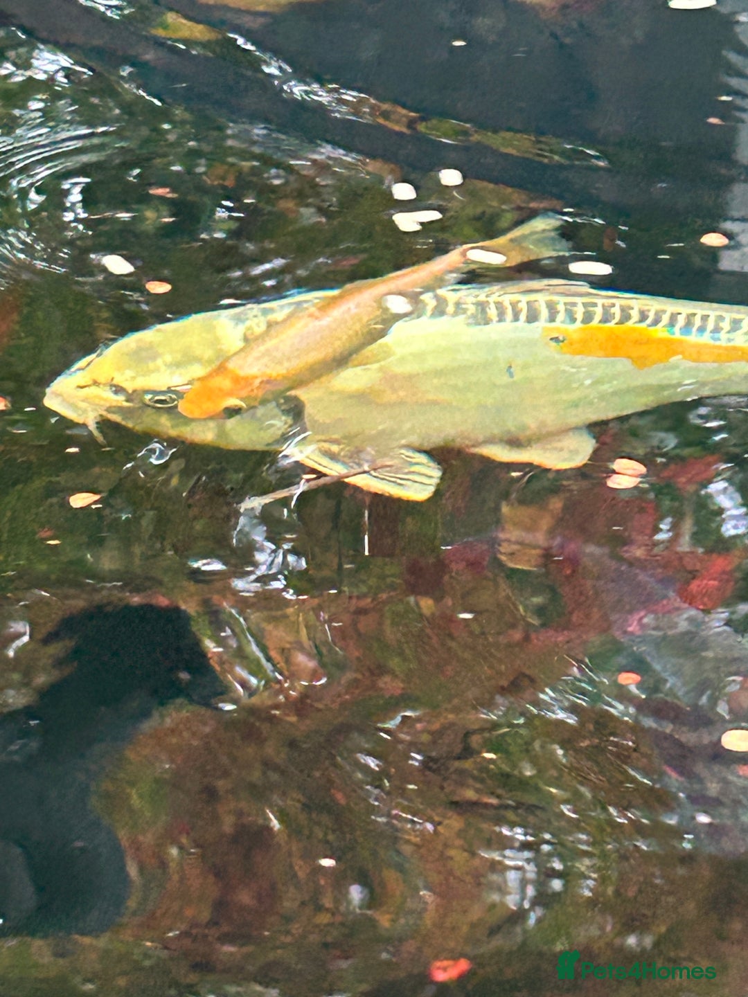 Koi Carp fish for sale: koi fish and various other fish - Image 8