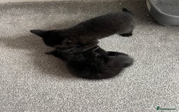 British Shorthair cats for sale: Charming Scottish Fold x British Shorthair Kitte - Image 6